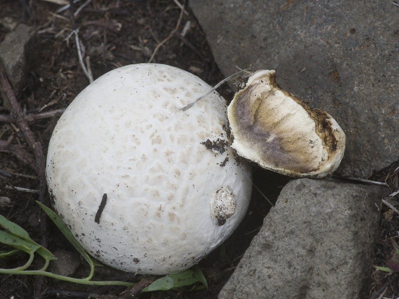 Calvatia fragilis